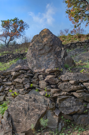 terrain vente Banyuls-sur-mer